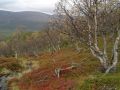 Tiuhtelmakurua